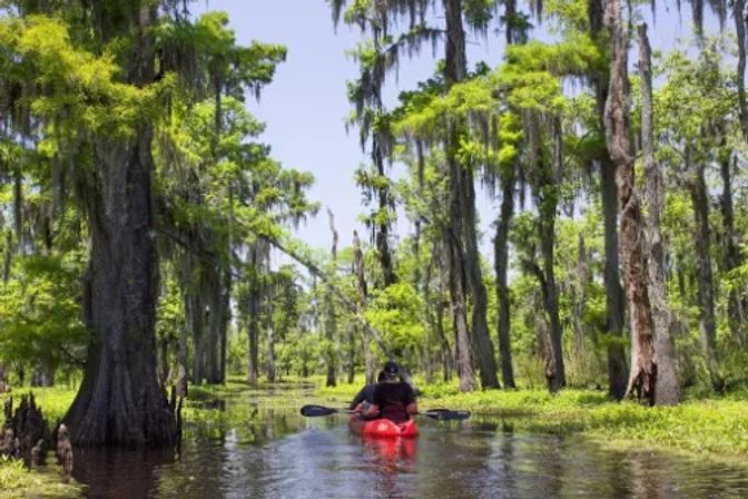 Solo kayaker in a red kayak paddling through a sunlit cypress swamp draped with Spanish moss