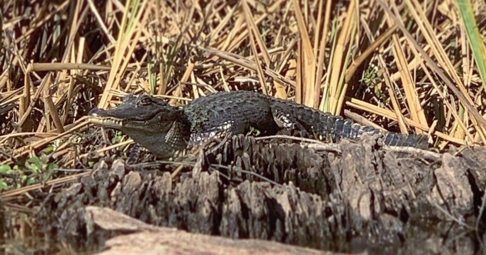 Juvenile American alligator sunning on a weathered log at the marsh edge, surrounded by dried reeds and wetland vegetation.