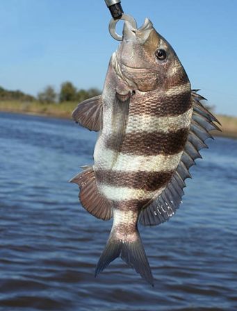 Striped sheepshead fish on a lip-grip above blue inshore waters with a marshy coastline — fresh saltwater catch