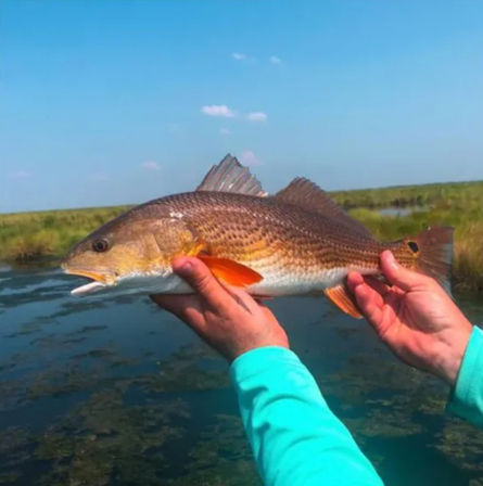 Angler holding a redfish (red drum) above shallow coastal salt‑marsh flats, copper scales and bright orange fins set against a clear blue sky.