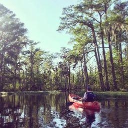 Solo kayaker in a red kayak paddling through a calm cypress swamp with Spanish moss-draped trees and glassy water reflections under a bright sky