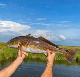 Two hands holding a large redfish (red drum) with a black tail spot above a calm coastal salt marsh inlet under a bright blue sky