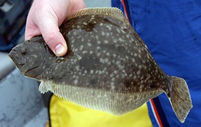 Hand holding a speckled flounder flatfish from a coastal fishing trip, blue jacket and yellow life vest visible in the background.