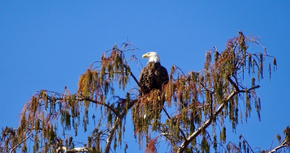 Bayou & Wildlife Alligator EcoTour image 4