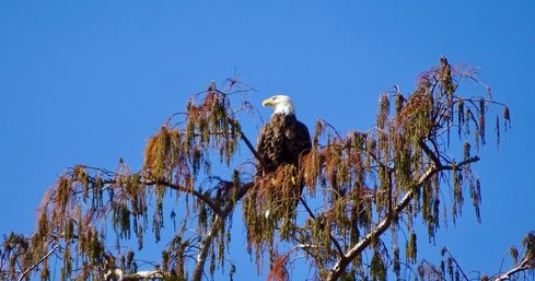 Bayou & Wildlife Alligator EcoTour image 4