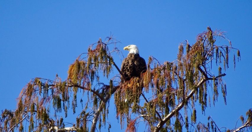 Bayou & Wildlife Alligator EcoTour image 4