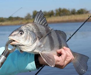 Saltwater fishing catch: angler holding a large silvery fish with spiky dorsal fin and lip gripper over a calm coastal waterway and marsh shoreline.