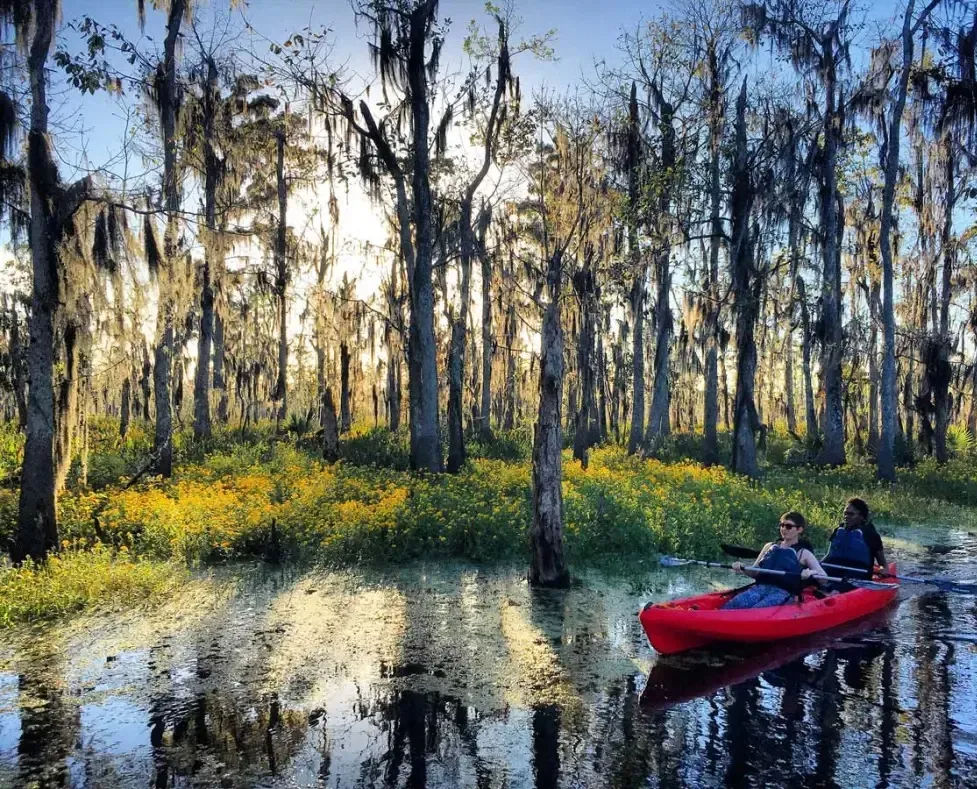 Two people paddling a red tandem kayak through a sunlit southern cypress swamp draped with Spanish moss, golden wildflowers along the banks and tall tree reflections in still water.