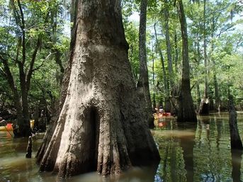 Giant bald cypress trunk with flared buttress roots rising from a sunlit southern bayou, surrounded by cypress trees and kayakers