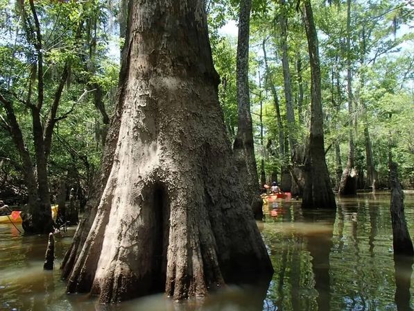 Giant bald cypress trunk with flared buttress roots rising from a sunlit southern bayou, surrounded by cypress trees and kayakers