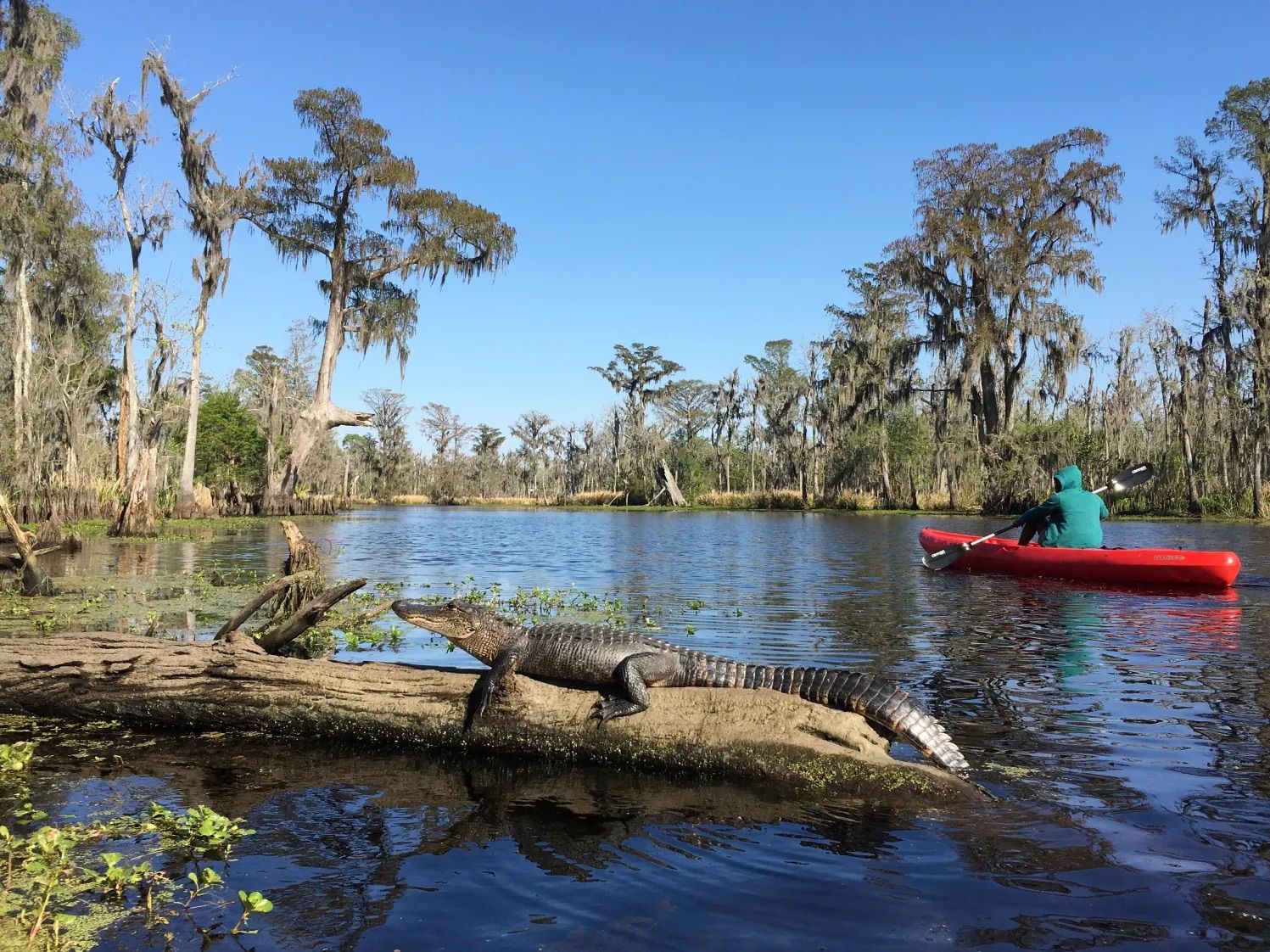 Alligator basking on a log in a cypress swamp with Spanish moss, a red kayak and paddler nearby on a sunny southern bayou