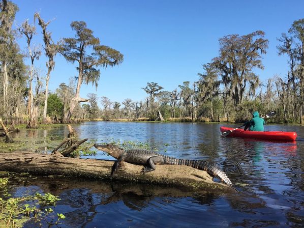 Alligator basking on a log in a cypress swamp with Spanish moss, a red kayak and paddler nearby on a sunny southern bayou