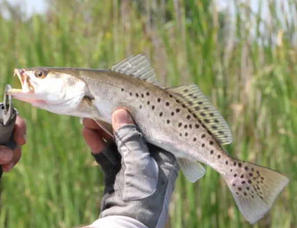 Gloved angler holding a freshly caught speckled trout (spotted seatrout) with a lip-grip tool in front of green marsh reeds — inshore coastal saltwater fishing catch.