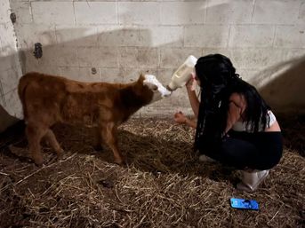 Person bottle-feeding a small brown calf in a straw-covered barn stall with a cinderblock wall and a smartphone on the floor, cozy rural farm scene.