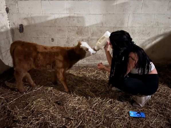 Person bottle-feeding a small brown calf in a straw-covered barn stall with a cinderblock wall and a smartphone on the floor, cozy rural farm scene.