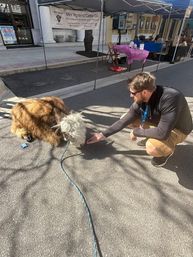 Crouching man in sunglasses feeds a small shaggy Highland calf resting on a sunlit street at an outdoor vendor market with pop-up tents.