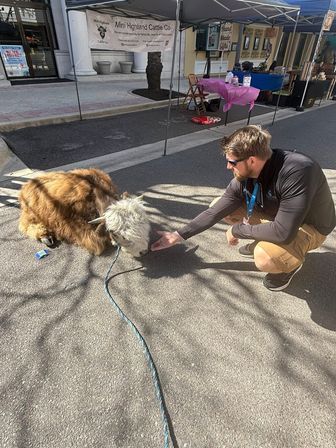 Crouching man in sunglasses feeds a small shaggy Highland calf resting on a sunlit street at an outdoor vendor market with pop-up tents.