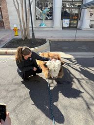 Person crouching to pet a leashed miniature Highland cow with a fluffy white face and reddish-brown coat resting on a sunny downtown street near storefront columns and a painted dolphin sculpture.