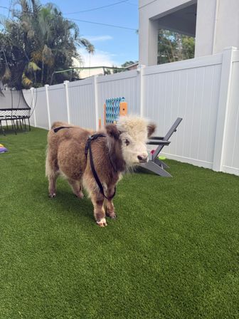 Fluffy miniature cow wearing a black harness standing on green artificial turf in a white-fenced suburban backyard with palm trees, lounge chair and kids' toys