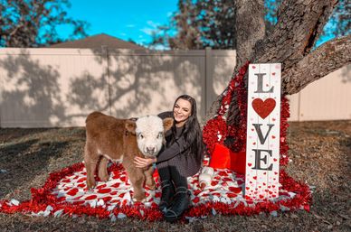 Smiling person in a backyard Valentine’s Day photo shoot sitting under a tree with a fluffy brown-and-white calf on a red-and-white heart blanket beside a vertical "LOVE" sign and red tinsel decorations.
