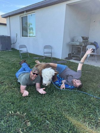 Two men laughing and lying on a green suburban backyard lawn cuddling a small fluffy white-faced calf near folding chairs and a gas grill.