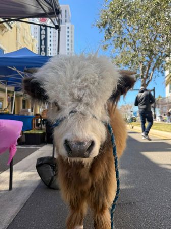 Fluffy Mini Highland Cow Experience with Jason MOO Moa image 7