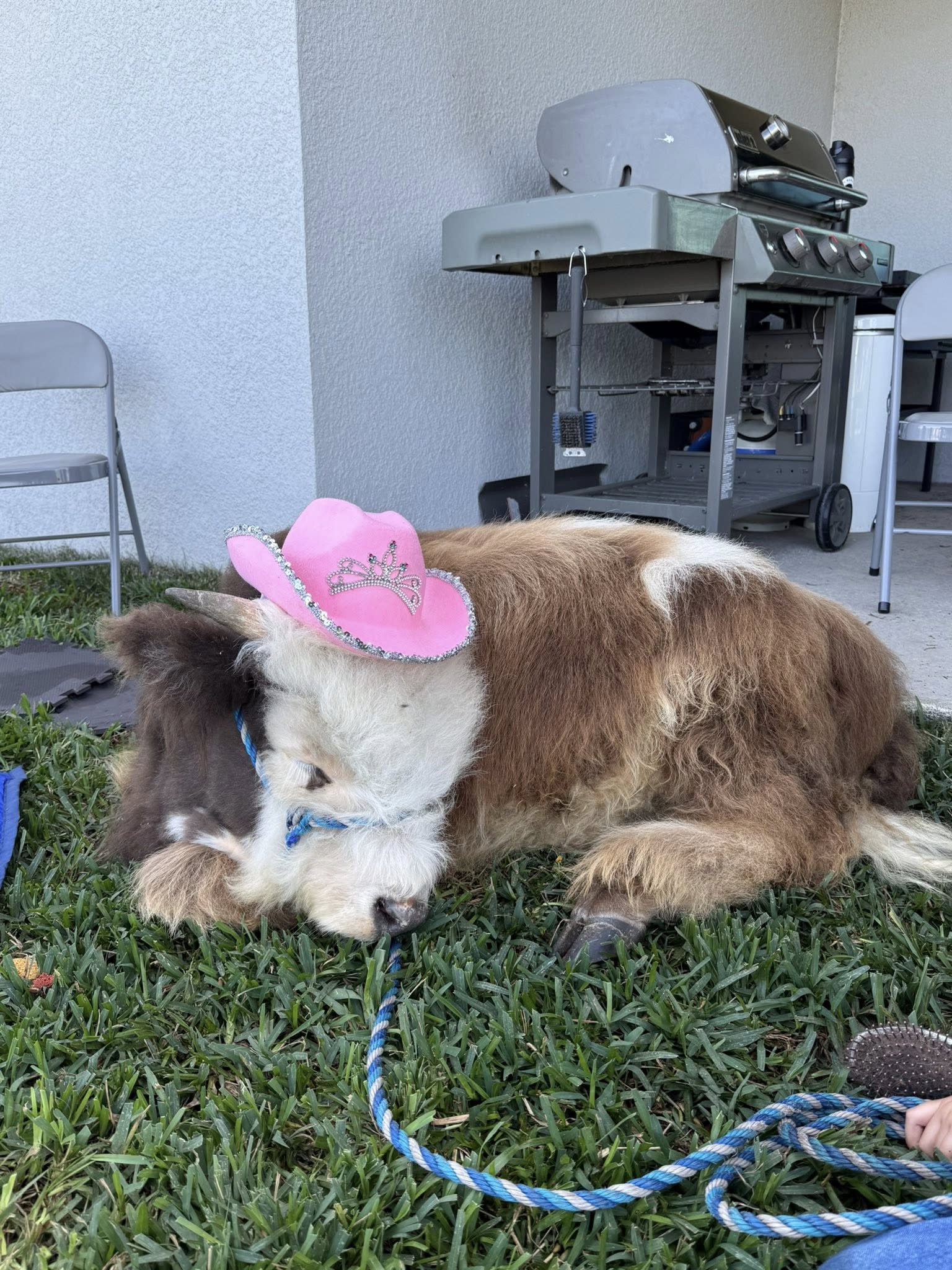 Fluffy Mini Highland Cow Experience with Jason MOO Moa image 3