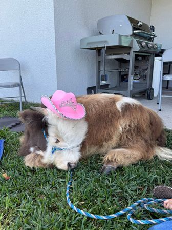 Fluffy Mini Highland Cow Experience with Jason MOO Moa image 3