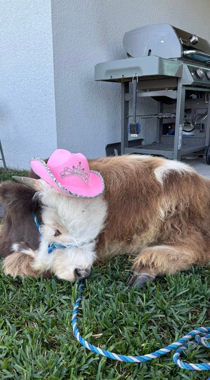 Brown-and-white miniature cow resting on a backyard lawn, wearing a pink rhinestone-trimmed cowgirl hat next to a patio grill and folding chairs.