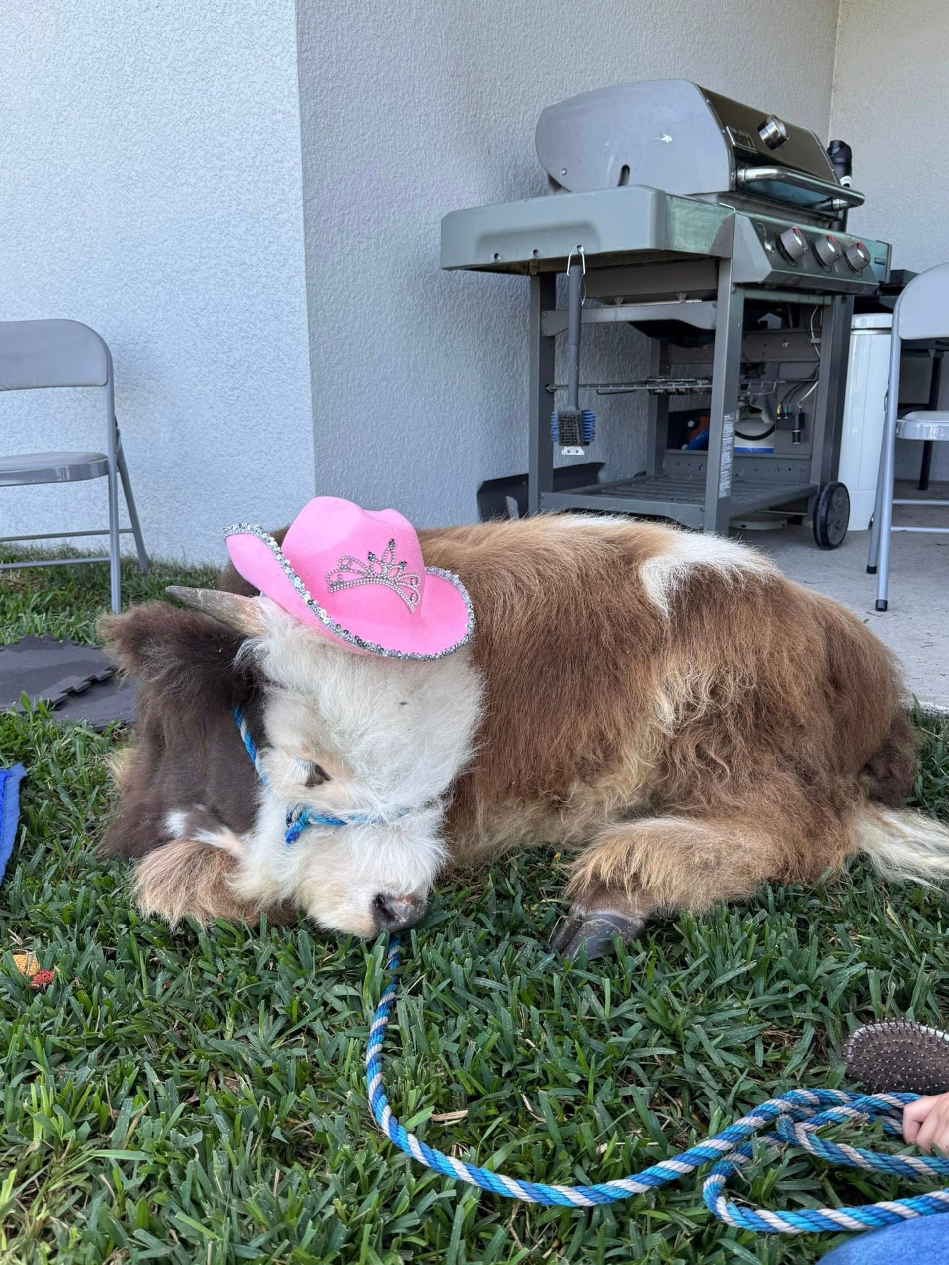 Brown-and-white miniature cow resting on a backyard lawn, wearing a pink rhinestone-trimmed cowgirl hat next to a patio grill and folding chairs.