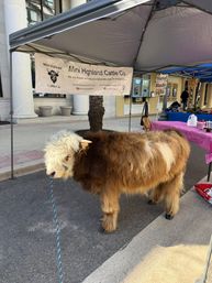 Fluffy Mini Highland Cow Experience with Jason MOO Moa image 12