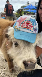 Cute miniature fluffy cow wearing a light-blue trucker hat that says “Howdy sweetie,” on an outdoor patio with blue umbrellas and string lights nearby.
