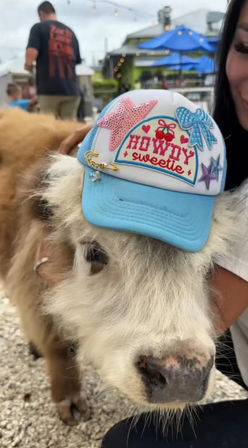 Cute miniature fluffy cow wearing a light-blue trucker hat that says “Howdy sweetie,” on an outdoor patio with blue umbrellas and string lights nearby.