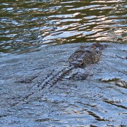 Stealthy alligator gliding just below the surface of rippling swamp water, head and ridged back and tail visible
