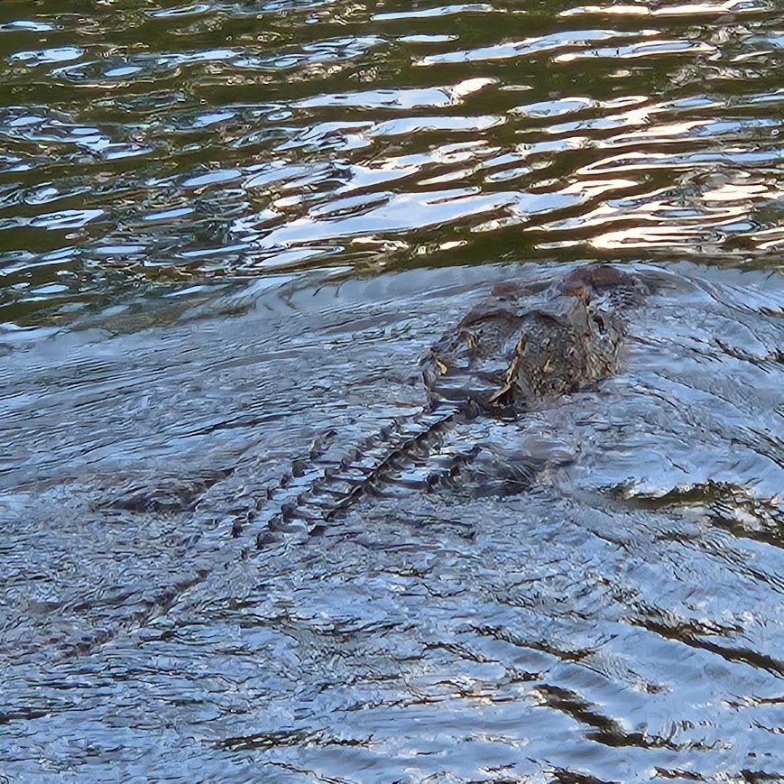 Alligator stealthily swimming with eyes and ridged back breaking the rippling freshwater surface in a wetland