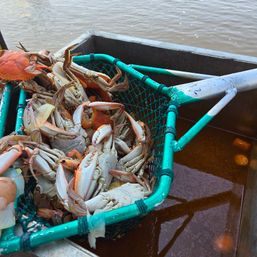 Freshly caught crabs piled in a green-handled net pot aboard a fishing boat, muddy brown water in the background