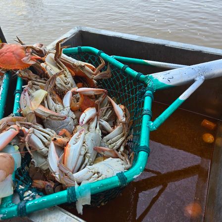 Freshly caught crabs piled in a green-handled net pot aboard a fishing boat, muddy brown water in the background