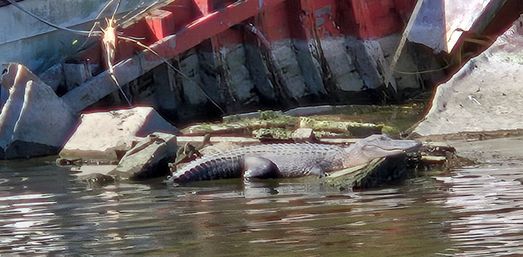 Alligator sunning on rocks and a concrete embankment beside a red metal structure along an urban river shoreline, half‑submerged in calm water.