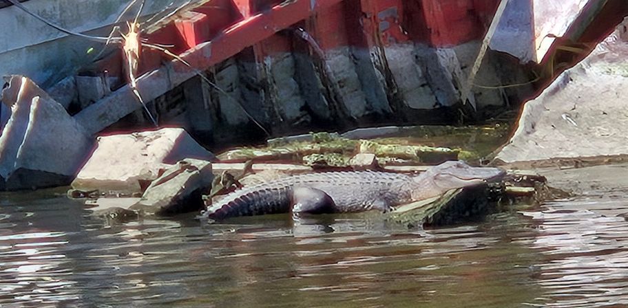 Alligator sunning on rocks and a concrete embankment beside a red metal structure along an urban river shoreline, half‑submerged in calm water.