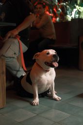 Happy white pit bull with orange collar sitting on tiled floor in an indoor seating area, tongue out and on a pink leash held by a seated person, warm lighting and plants in the background.