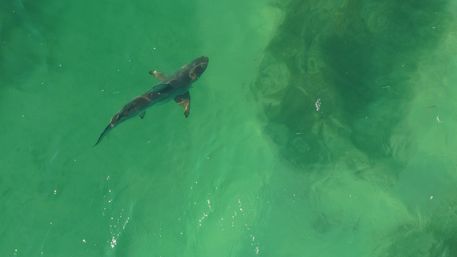 Aerial view of a lone shark gliding through clear emerald-green coastal water
