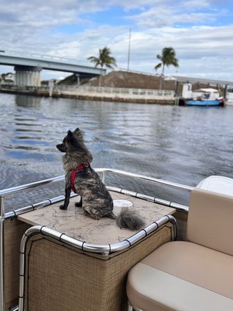 Small fluffy brindle dog in a red harness sits on the bow of a pontoon boat, gazing across calm marina waters toward a bridge and palm trees under a cloudy blue sky.