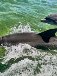 Close-up of two playful bottlenose dolphins surfacing and splashing through clear green coastal water