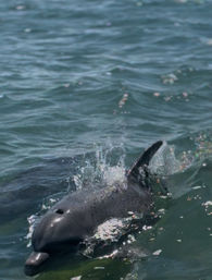 Playful bottlenose dolphin surfacing with water splashing in sunlit coastal ocean waters, close-up.