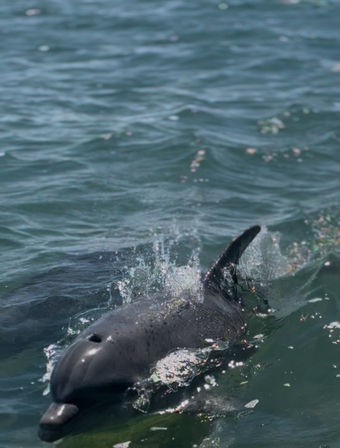 Playful bottlenose dolphin surfacing with water splashing in sunlit coastal ocean waters, close-up.