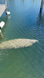 Curious manatee gliding just below the surface beside a marina dock and white boat fenders in clear green-blue water