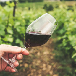 Hand holding a tilted glass of red wine in a sunlit vineyard, blurred grapevines and a dirt path in the background