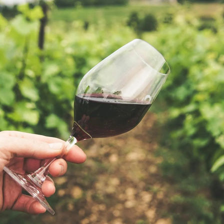 Hand holding a tilted glass of red wine in a sunlit vineyard, blurred grapevines and a dirt path in the background