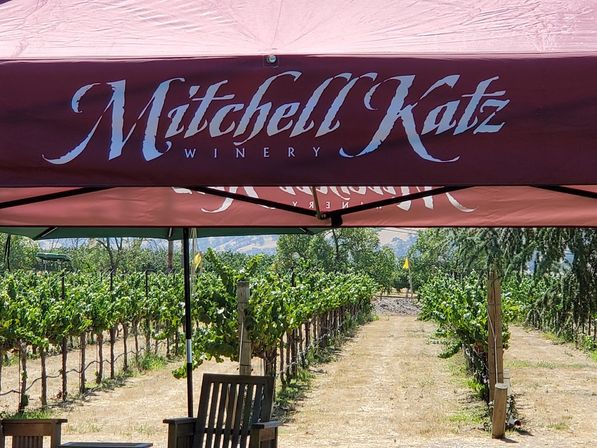 Maroon tasting canopy shading wooden chairs with neat rows of green grapevines stretching down a sunlit vineyard lane