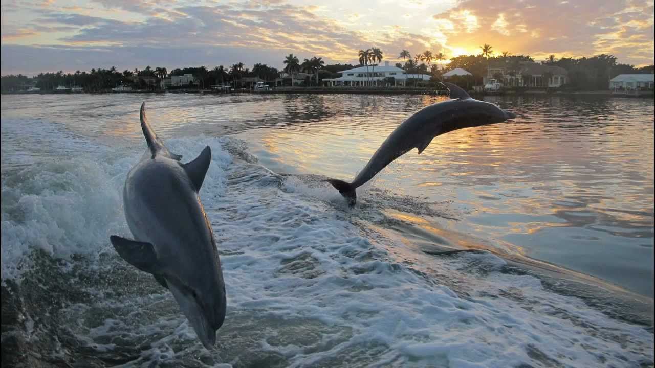 Two dolphins leaping through a boat wake at sunset along a palm-lined tropical waterfront, golden sky reflecting on calm water